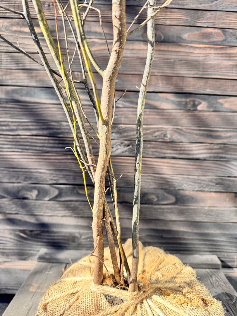 クロモジ/大株立ち《山採り/天然株》【現品発送】管理70962