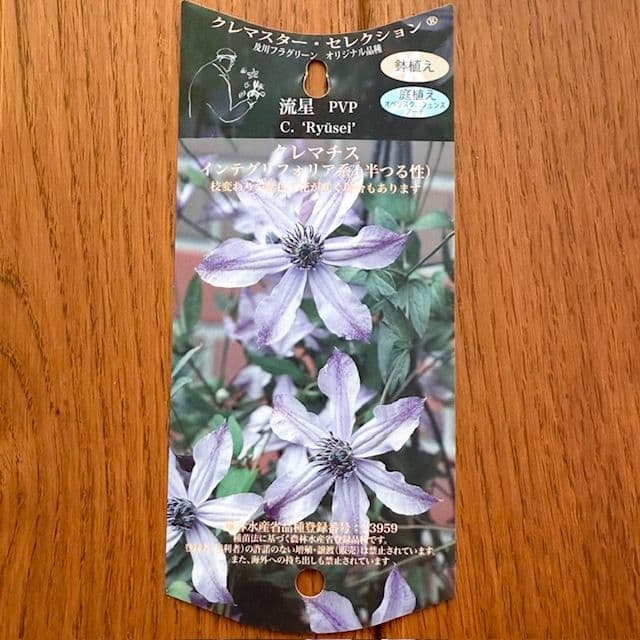 クレマチス 流星 苗 正規品 及川フラグリーン 3年生苗 - メルカリ