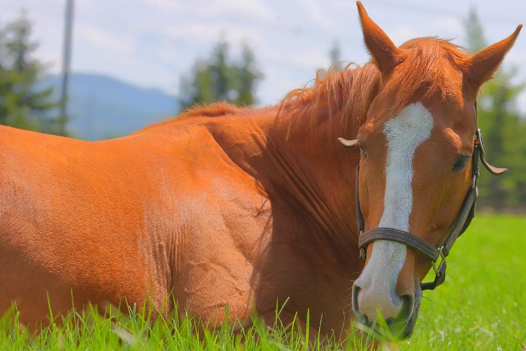 EF70-300mm F4.5-5.6 DO IS USM【高解像感・作例あり】