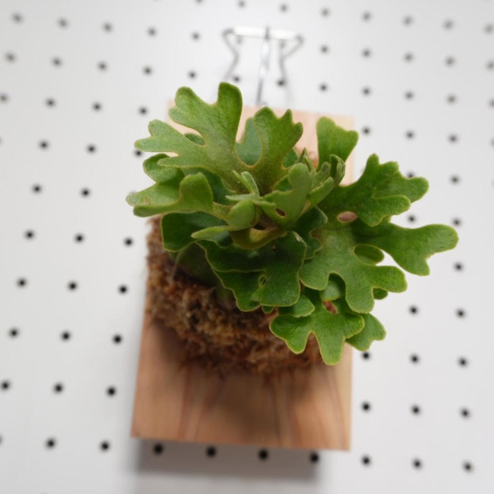 ビカクシダ リドレイ ドワーフ シルバー 板付 R-3 - メルカリ