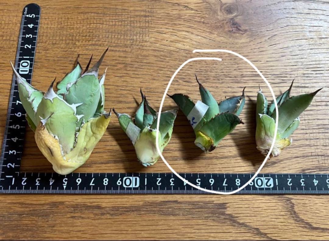 イラン株【REZA】③アガベ チタノタ ブレイズ BLAZE - メルカリ