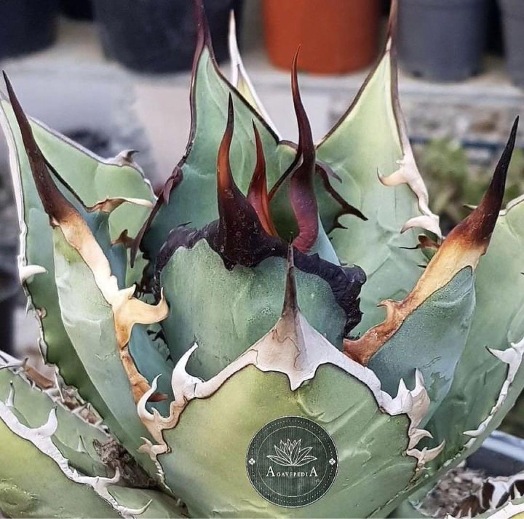 イラン株【REZA】③アガベ チタノタ ブレイズ BLAZE - メルカリ