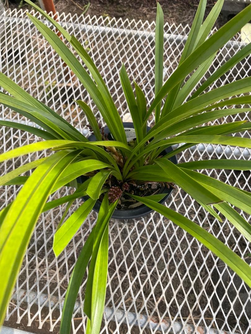 R8年キンリョウヘン花芽10本#4 - メルカリ