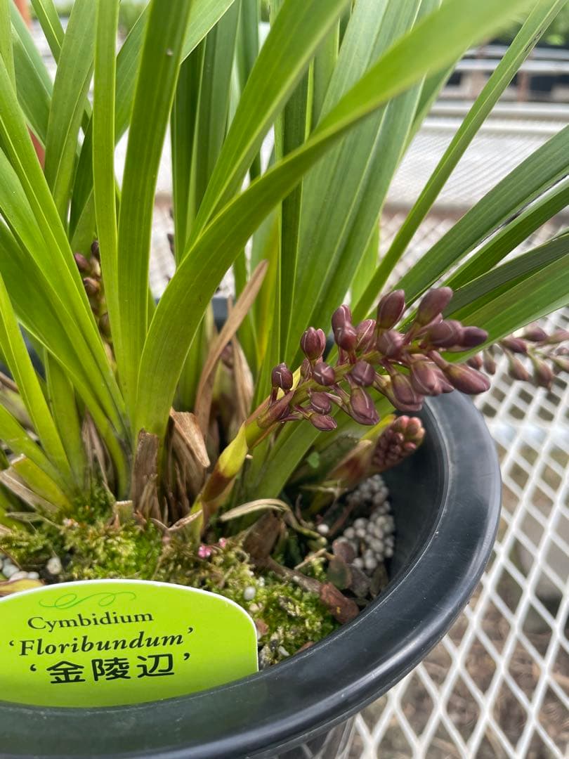 R8年キンリョウヘン花芽10本#4 - メルカリ