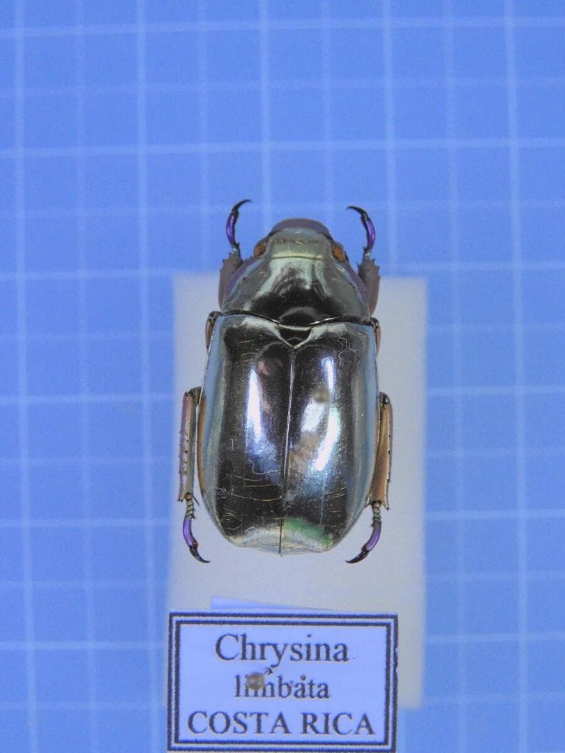 コスタリカ産　リンバータプラチナコガネ　22mm プラチナコガネ(リンバータプラチナコガネ) – DIGBUG