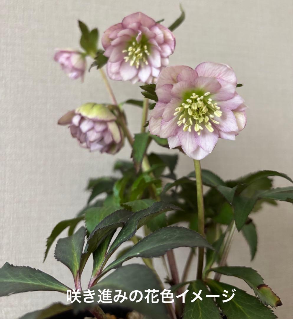 大木ナーセリー クリスマスローズ ポーセリンhyb 株分 - メルカリ