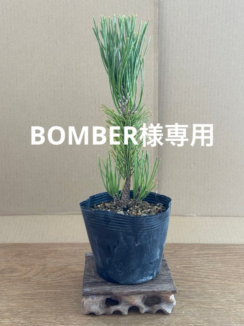 盆栽素材黒松苗木 盆栽素材 黒松ミニミニ 直幹を販売｜盆栽妙 – 盆栽妙 本店