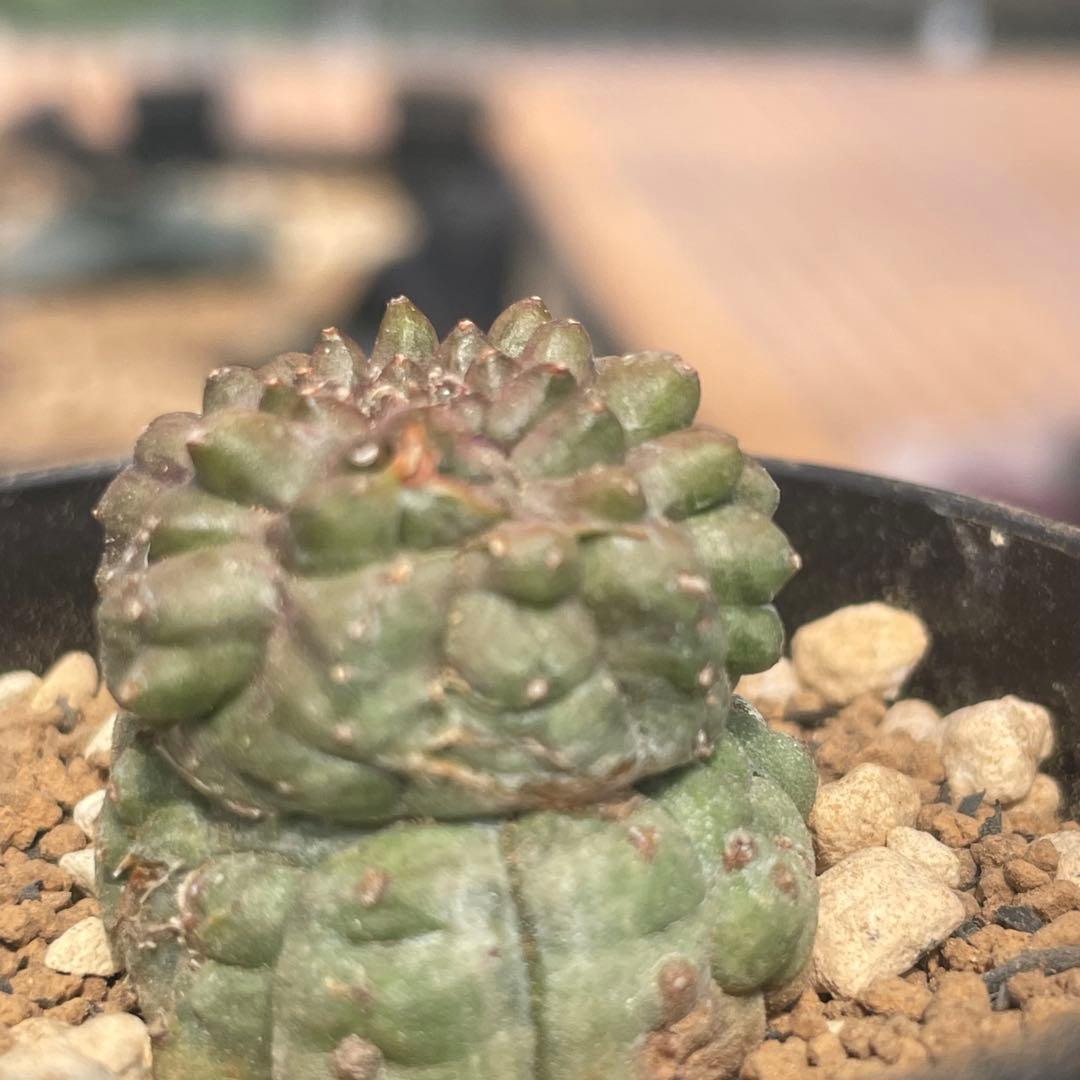 亀甲オベサ レアな植物 ユーフォルビア オベサ - メルカリ