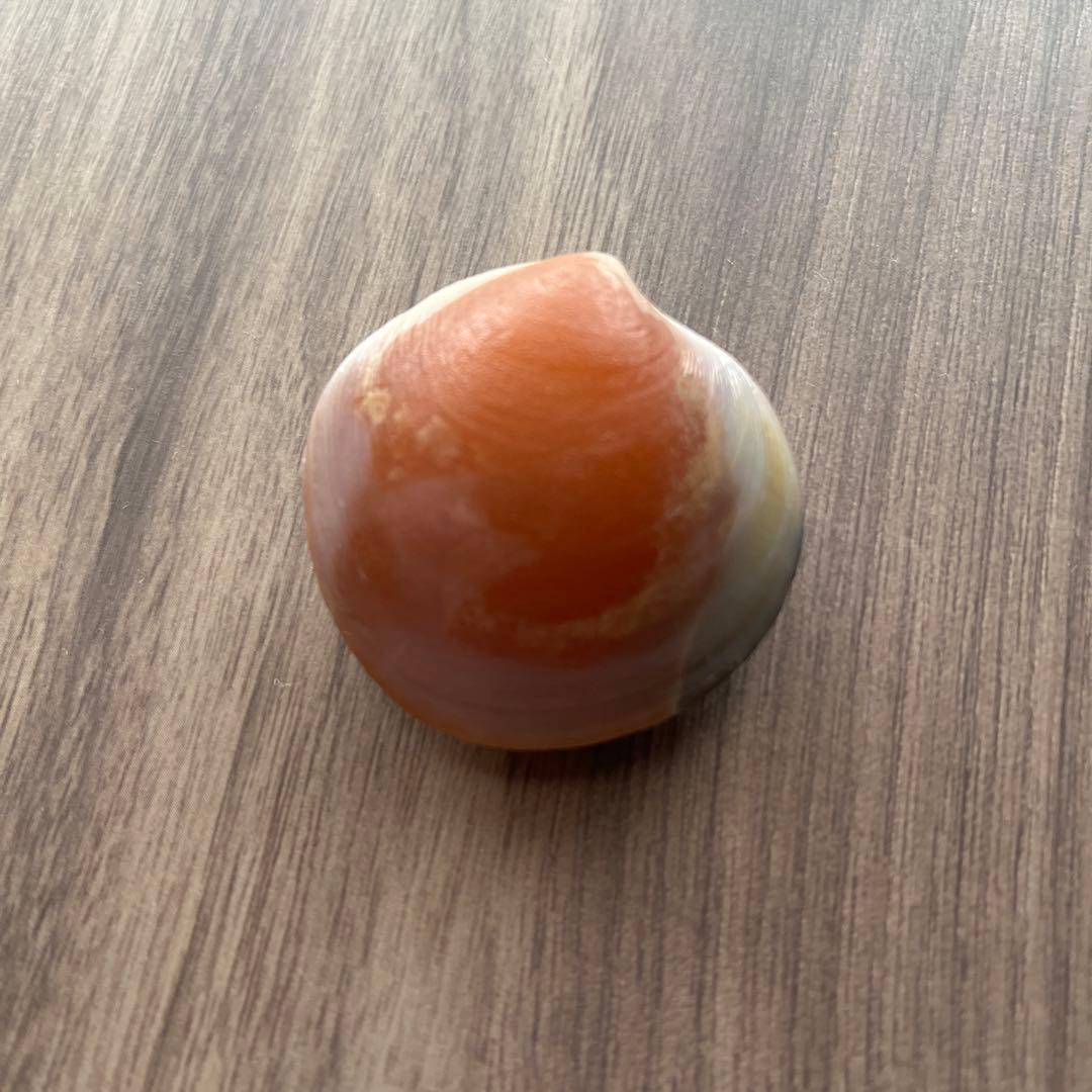 イセシラガイ 化石 方解石 置換化石 広島市中区八丁堀 - メルカリ