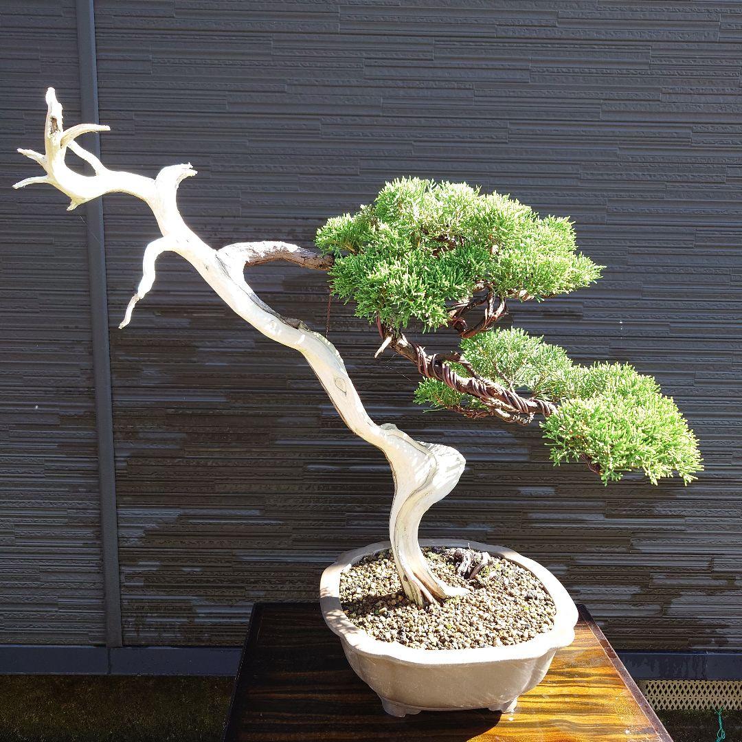 糸魚川 真柏 大品 山木 - メルカリ