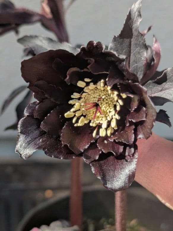 漆黒極上個体】広瀬園芸 クリスマスローズ ブラックマジックdd - メルカリ
