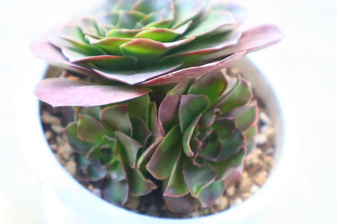 アエオニウム・魅金ローズ - メルカリ