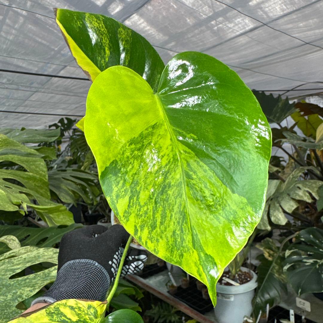 4モンステラ デリシオーサ イエローマリリン 黄斑入り - メルカリ