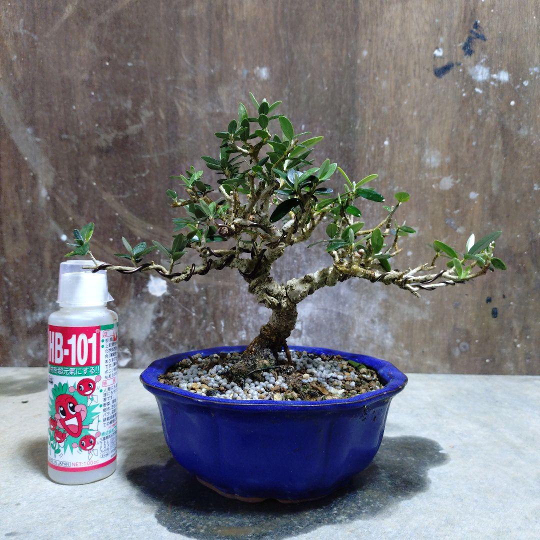 オリーブ Here's a first look at the Air Jordan 1 Low “Olive” rumored to