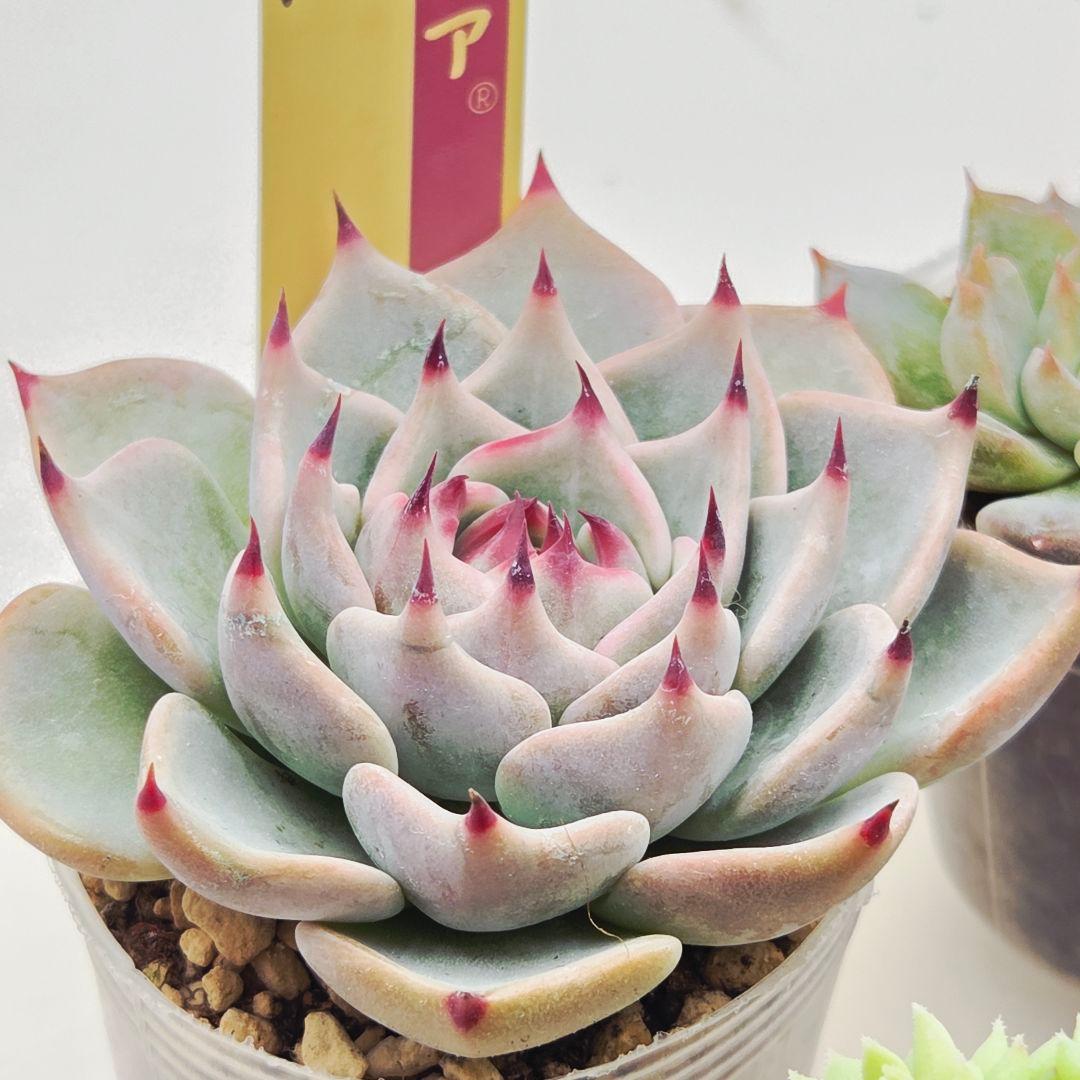 ㉖大きめ苗青鬼❣️ちょこん❣️そわそわ❣️おらいさん発根済 6苗