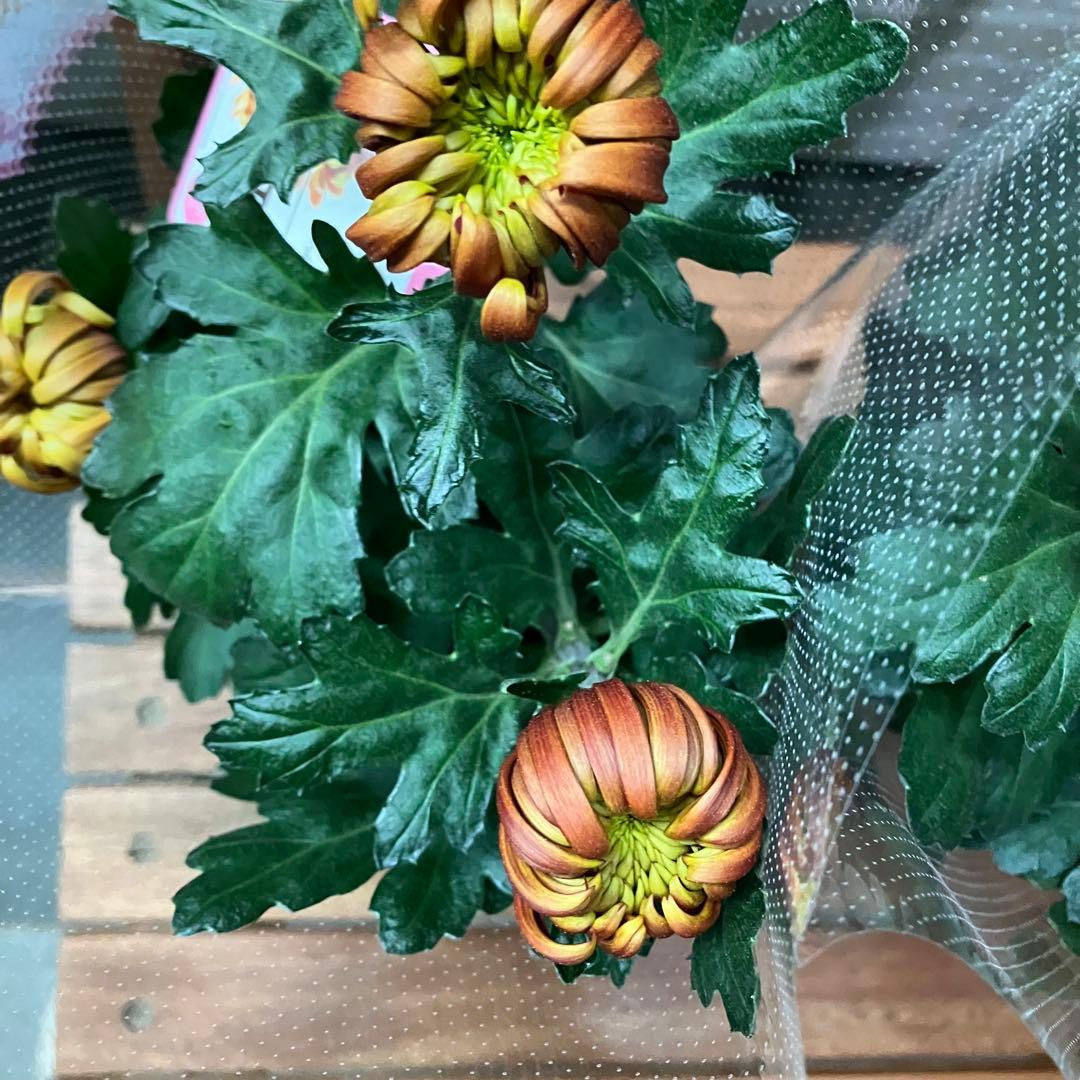 ポットマム フエゴ 4号ポット 鉢花 花苗 菊 - メルカリ