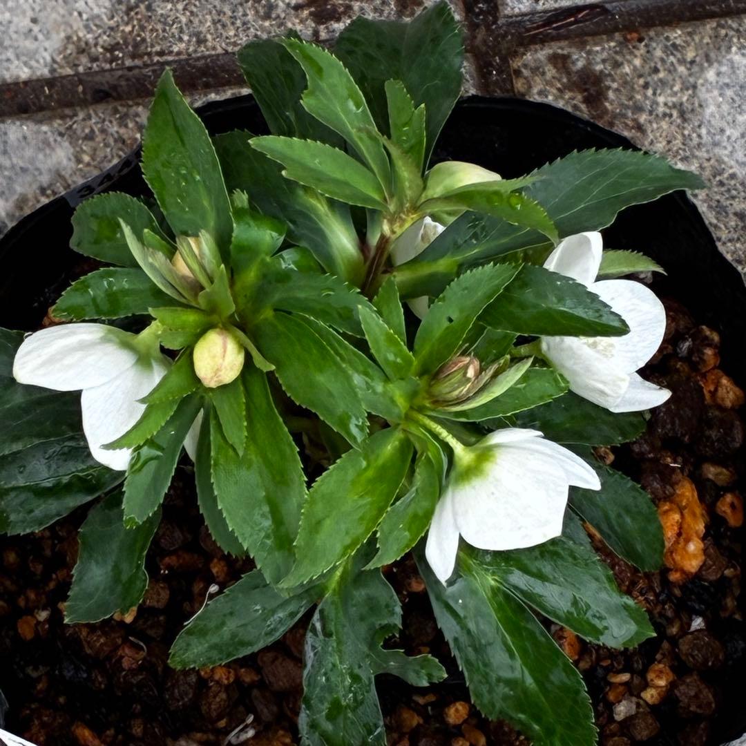 小*夏様 3448☘️花、タグ付☘️⭐️ベビードール⭐️超小輪⭐️超コンパクト⭐