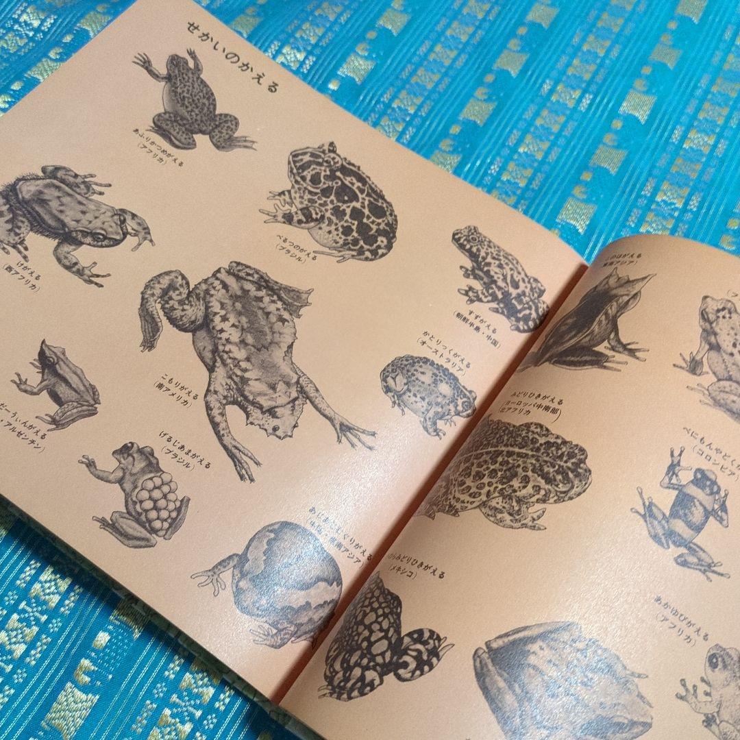 初版 絶版 ひきがえる 絵本 福音館書店 1976年 - メルカリ