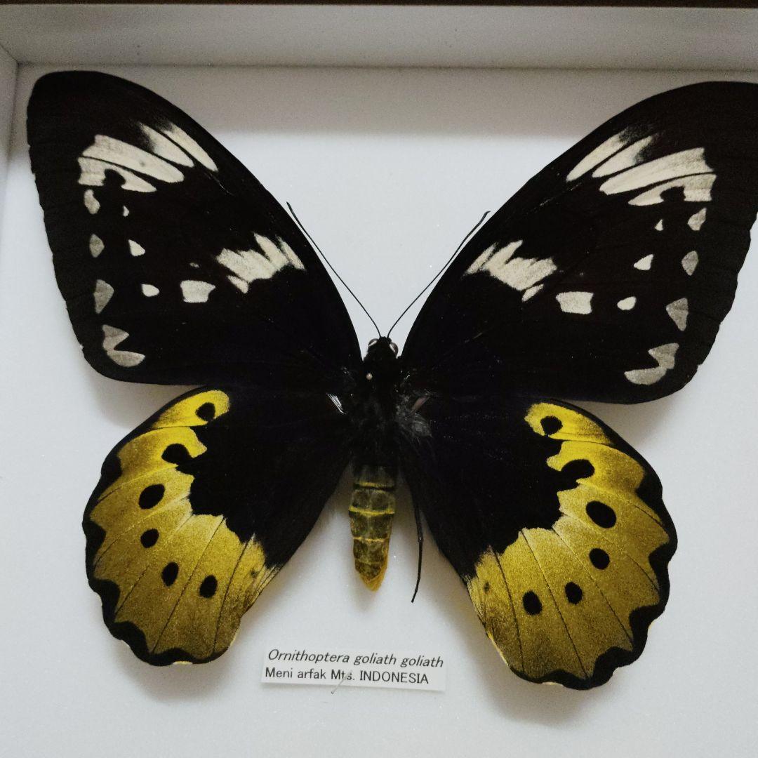 19.5センチ　samsonではかなり最大級？　蝶標本　ゴライアストリバネアゲハ 108-01057 | トリバネアゲハデジタル大図鑑（大屋崇コレクション）