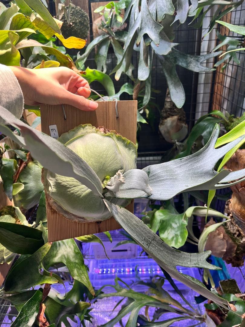 ビカクシダ　E-1 白ビフ　板付　大株 ビカクシダ E-1 白ビフ sp.White | GREEN LUCK