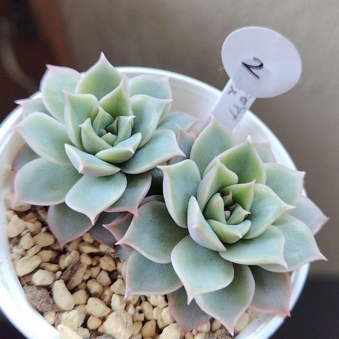 多肉植物 臼田リンゼアナ×ラパス 小苗2苗② - メルカリ