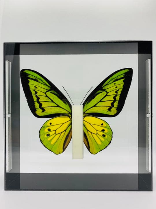 ゴライアストリバネアゲハ♂ インドネシア・マルク諸島セラム島産 蝶