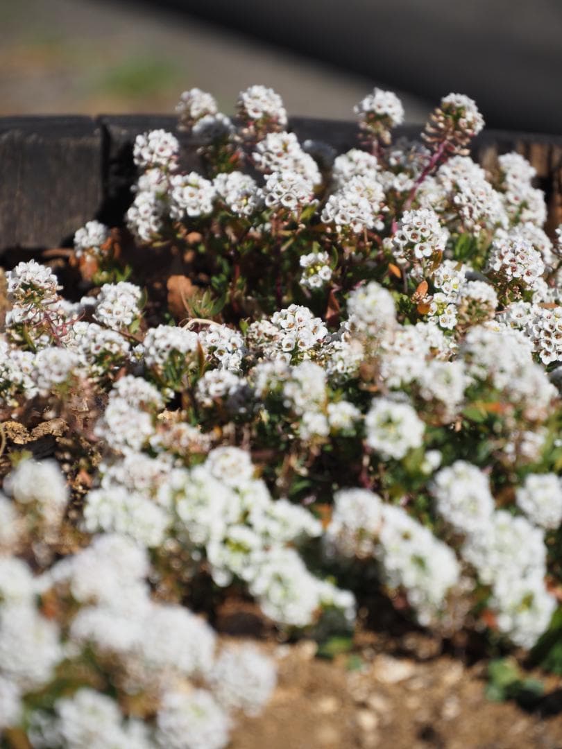 レンズ(ズーム) LUMIX G VARIO 14-140mm F3.5-5.6 II