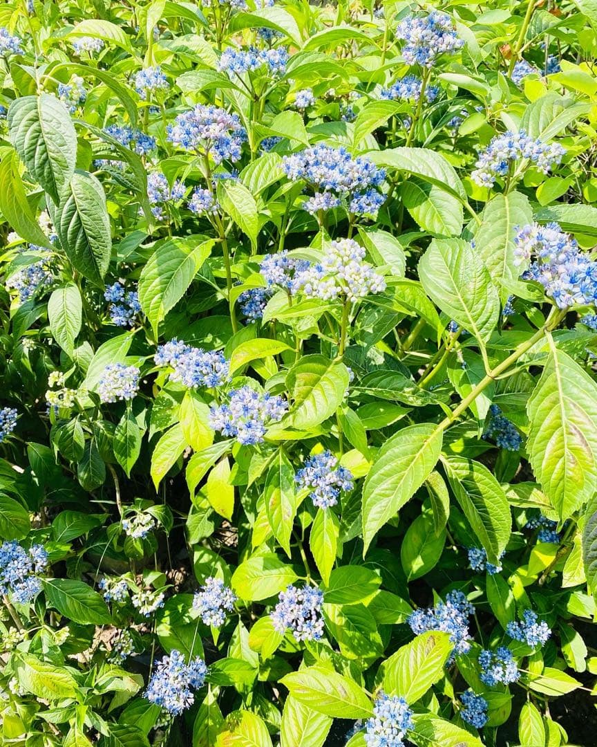 Hanakoさん専用　常緑紫陽花　碧の瞳　/ 76 2本同時購入価格