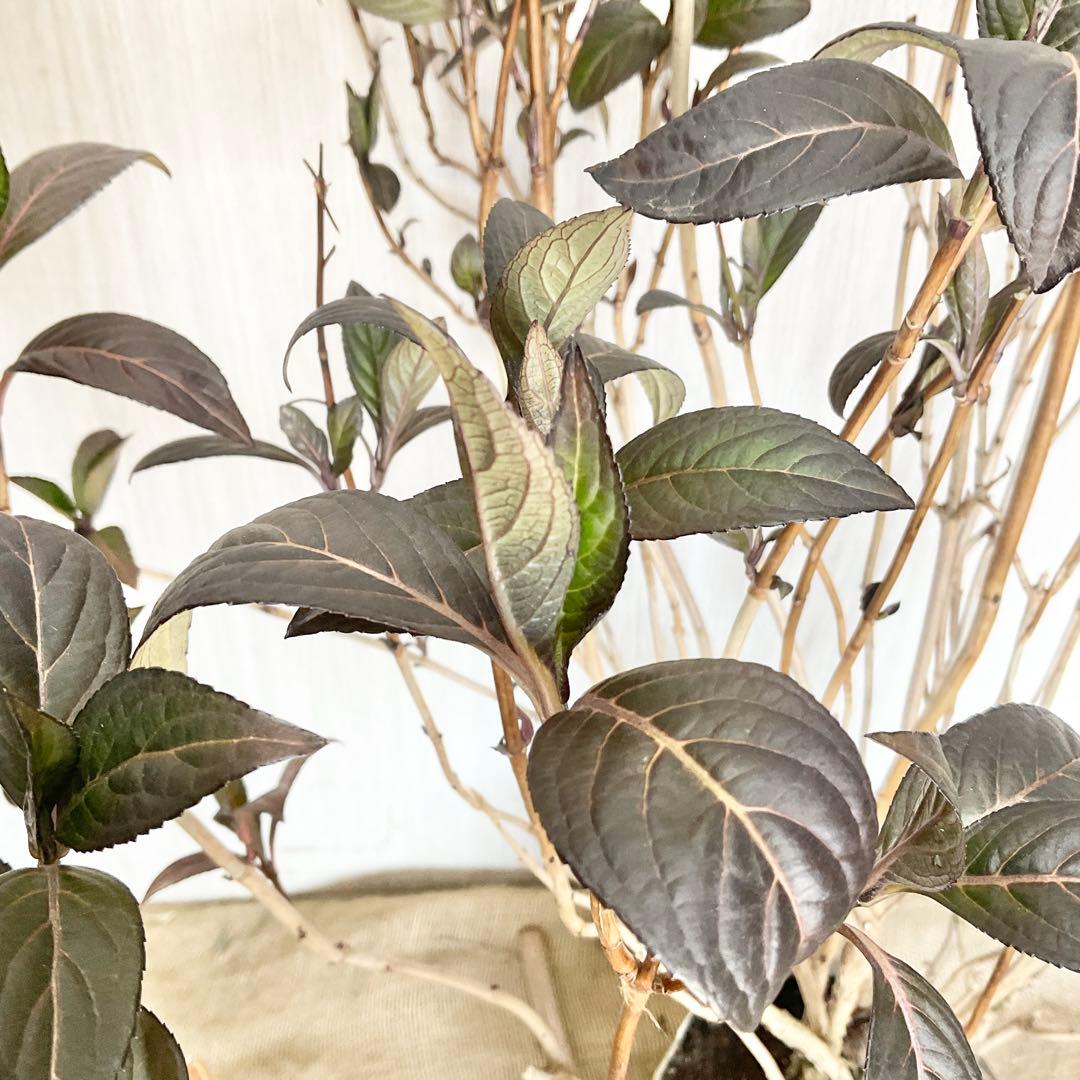 Hanakoさん専用　常緑紫陽花　碧の瞳　/ 76 2本同時購入価格