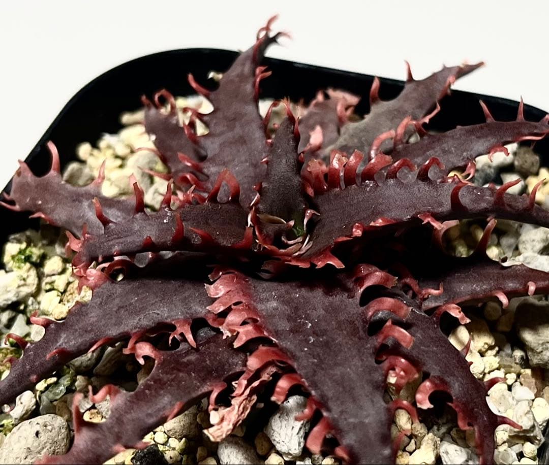 ◾️アロエTCTハイブリッド【子株】カスティロニアエハイブリッド 第四