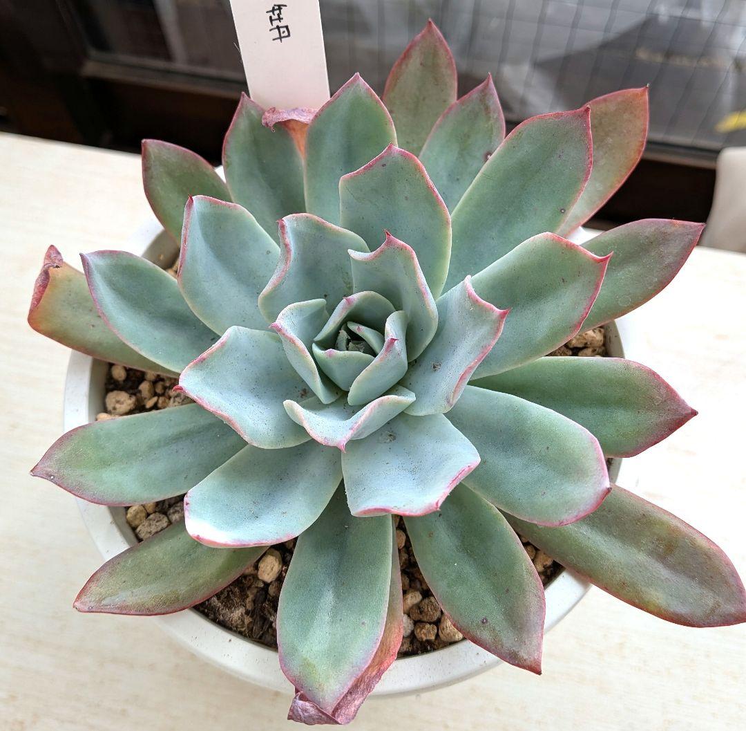 【札付き】青典牡丹　オーズプランツさん 2026年最新】青典牡丹 多肉の人気アイテム - メルカリ