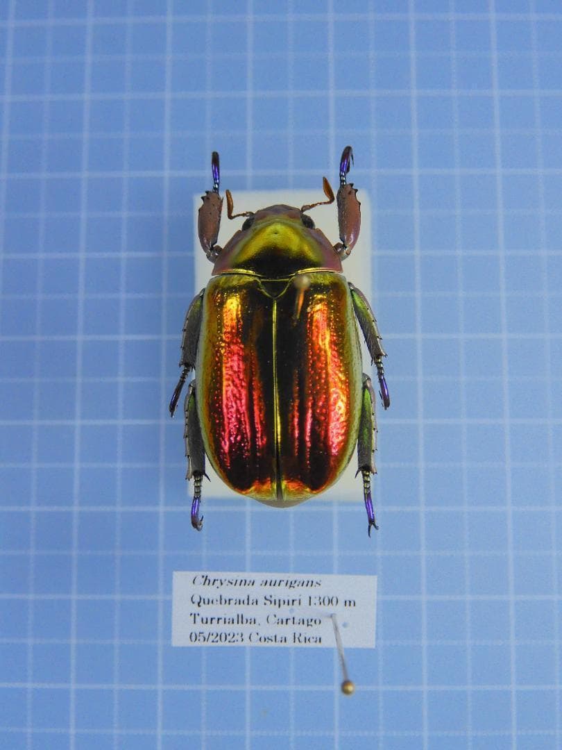 蝶標本 チトヌストリバネアゲハ トリバネアゲハ コレクション 世界三大