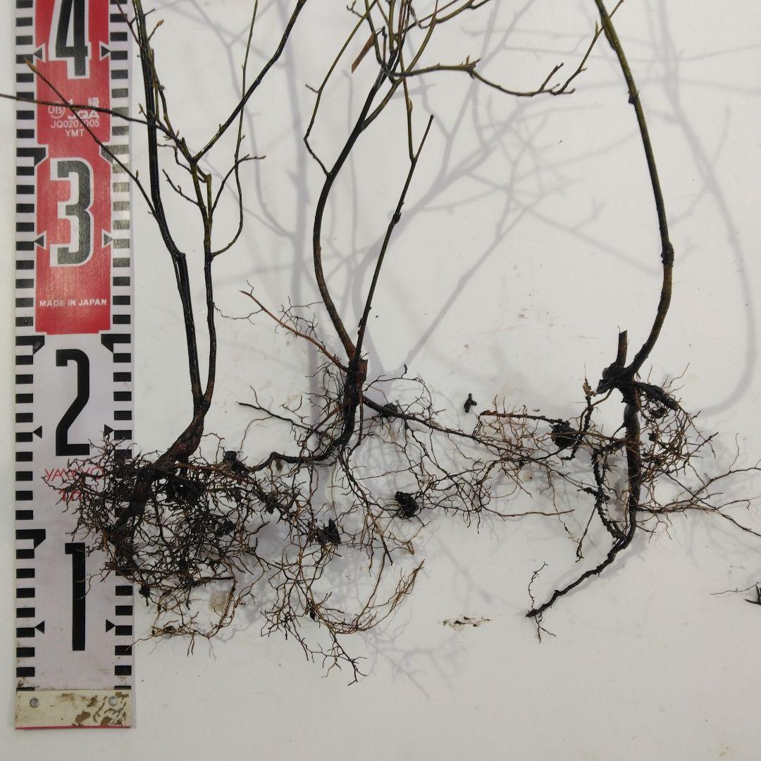 クロモジ 山採り直送 3本 - メルカリ