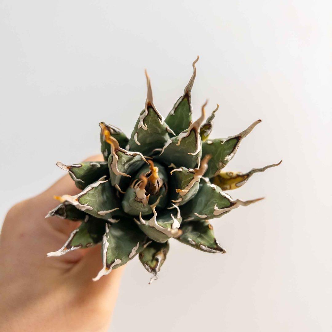 10 ユタエンシス エボリスピナ 現地株 ベアルート 陽炎 アガベ - メルカリ