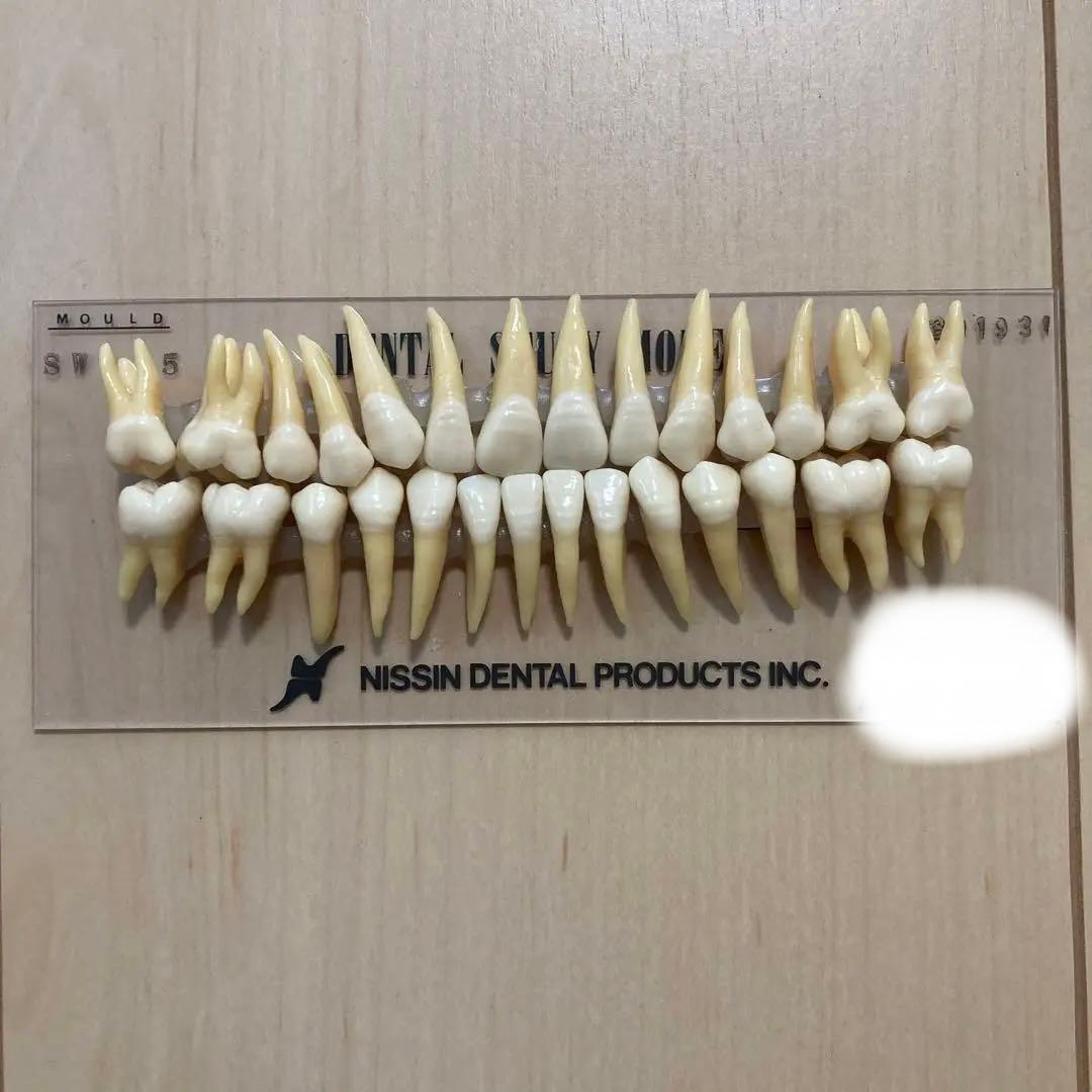 NISSIN 歯科衛生士 デンタルスタディモデル 複製根模型歯 歯牙模型