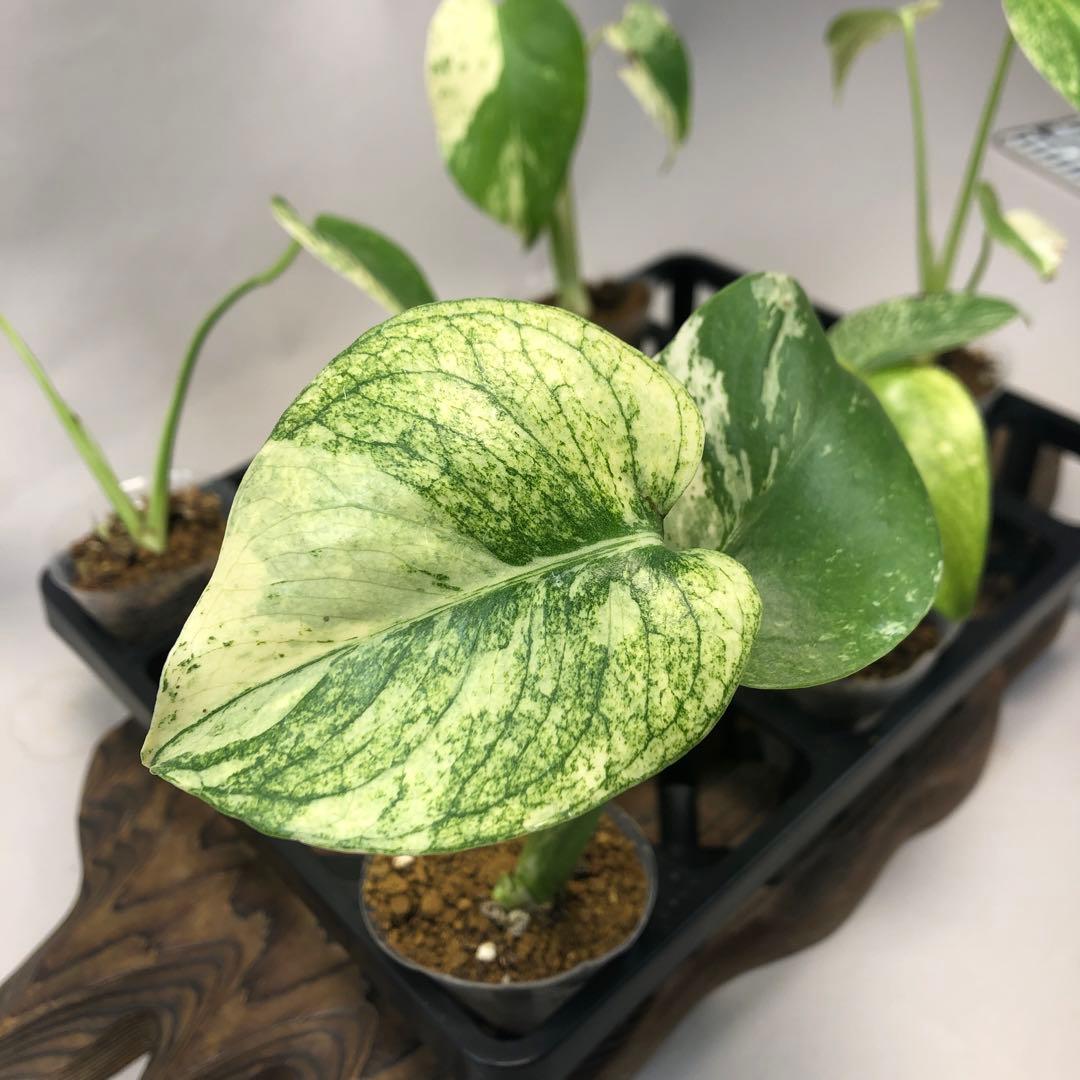 5株セット ms52 【特別選抜】ホワイトモンスター／天津蘭 モンステラ