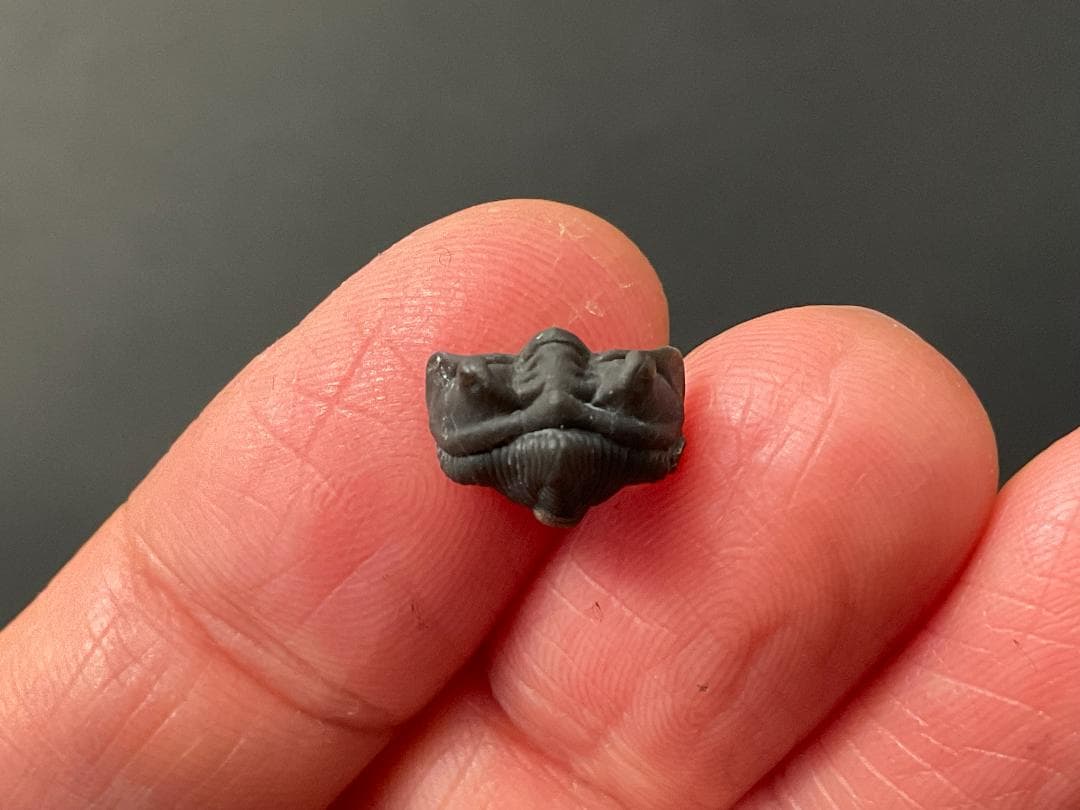 三葉虫 シュードキベレ・レムレイ [TB77] 化石 超希少種 レア あの愛らしい繊細三葉虫が登場！ロシア産希少種キベレ・ベラトゥラ