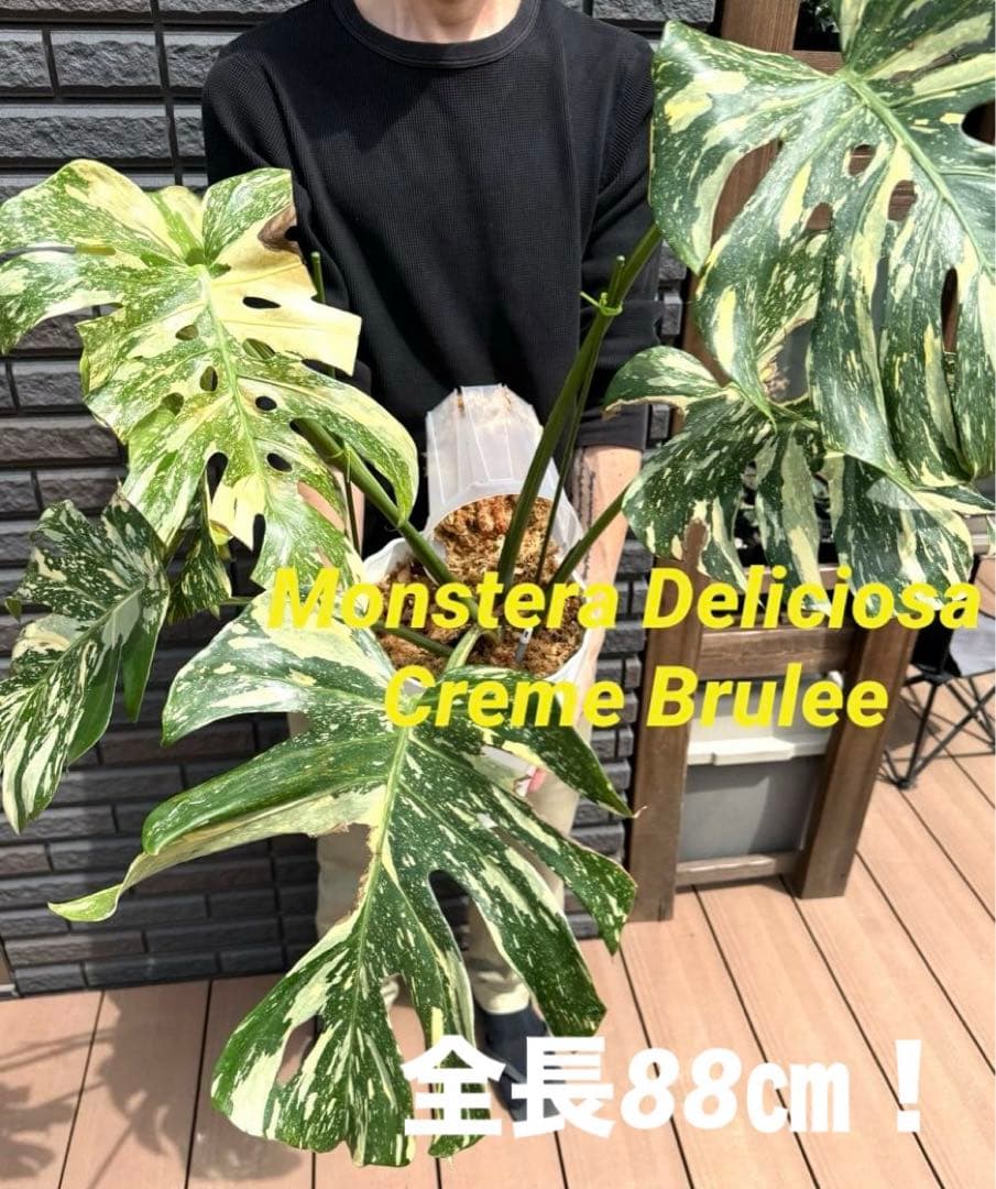 超希少】超特大！全長88㎝！モンステラ デリシオーサ クリームブリュレ