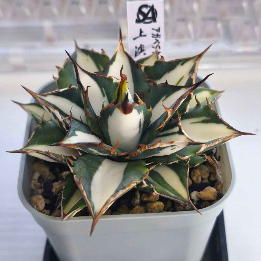 アガベ　チタノタ　太陽神錦 白中斑 トップうねり 子株付き 🌞🌞【太陽神~極白中斑】🌞🌞 #龍園觀 #星空 #太陽神錦 #南アフリカダ