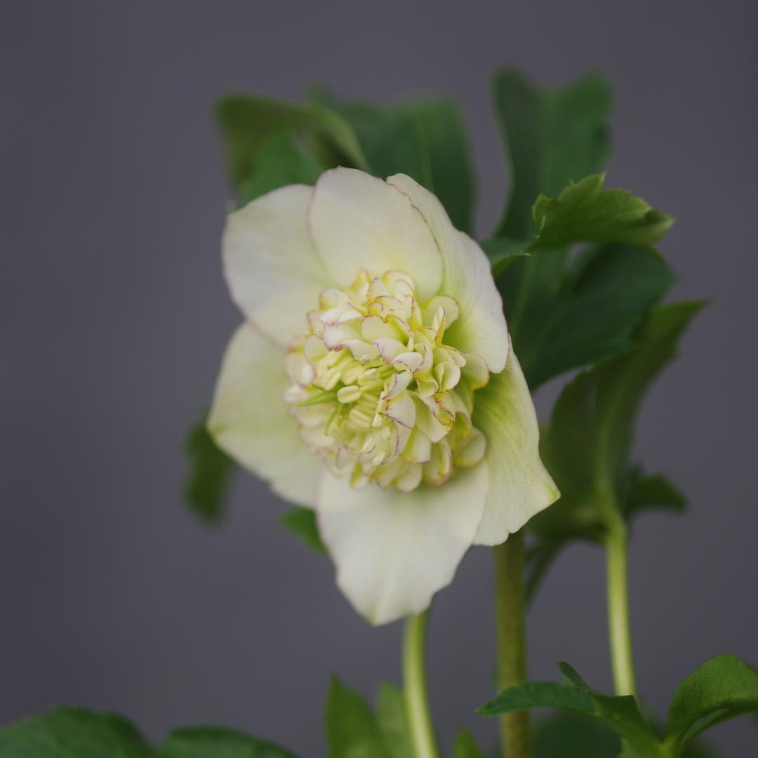 7277 認定！モーリー大株 クリスマスローズ開花 加藤農園 - メルカリ