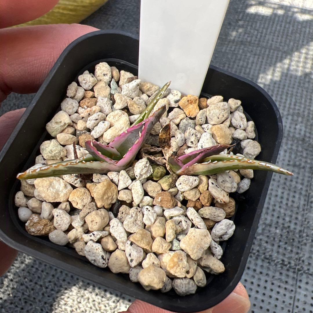 アガベ 氷山 子株2株セット - メルカリ