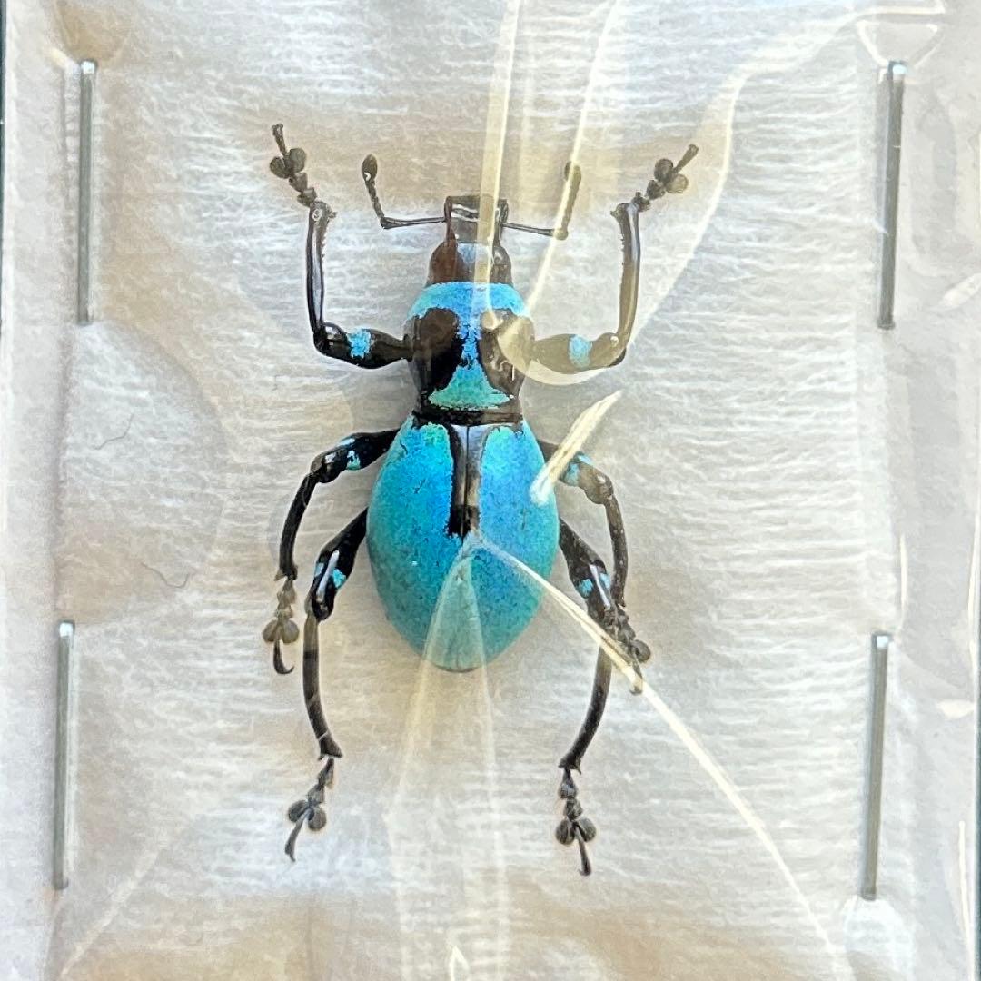 01261 美麗標本　カタゾウムシ backend=imagemagick;version=1;