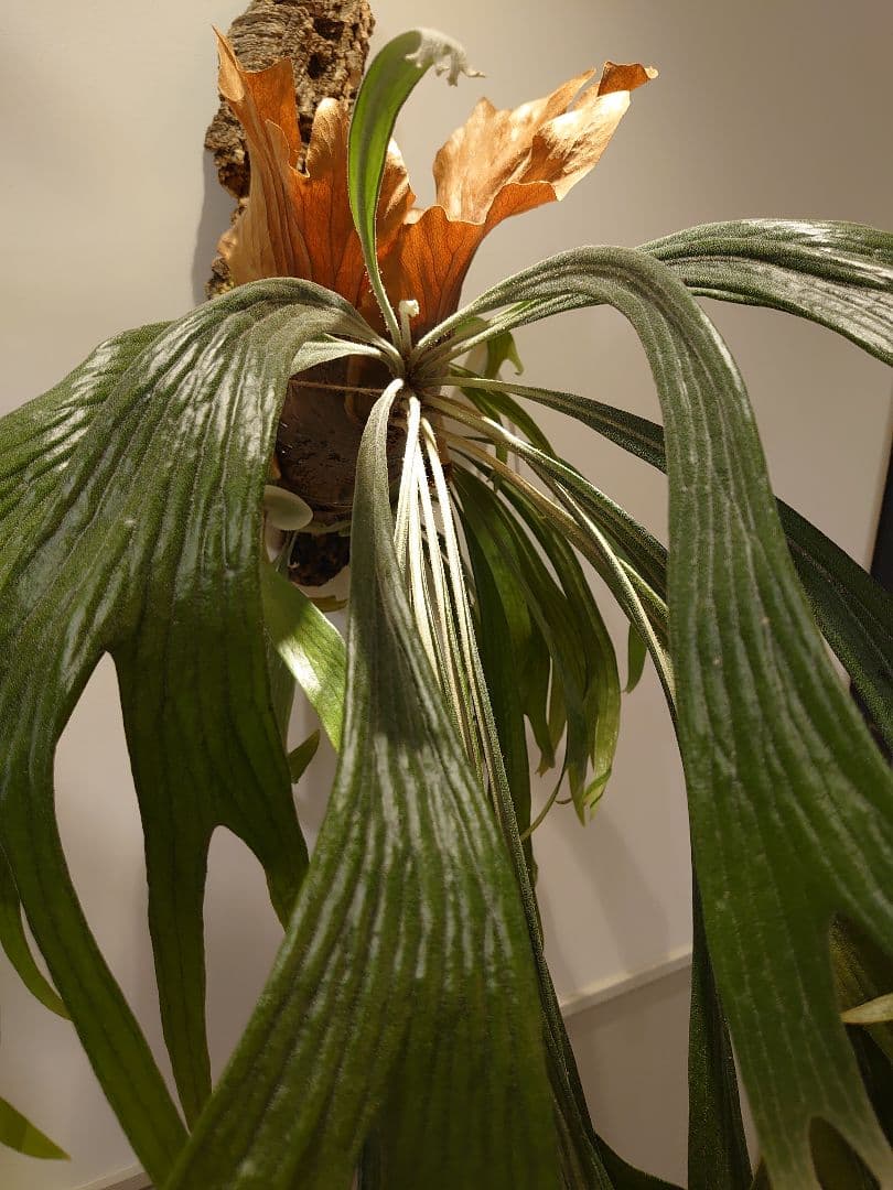 P.Mt.Lewis ビカクシダ OC【親株サイズ】