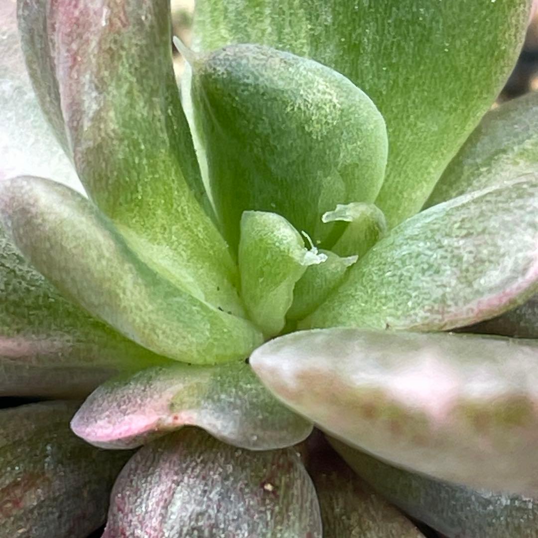 専用！ 高級品種 稀少 インドネシア多肉 プリンス錦3点セット 速達代付