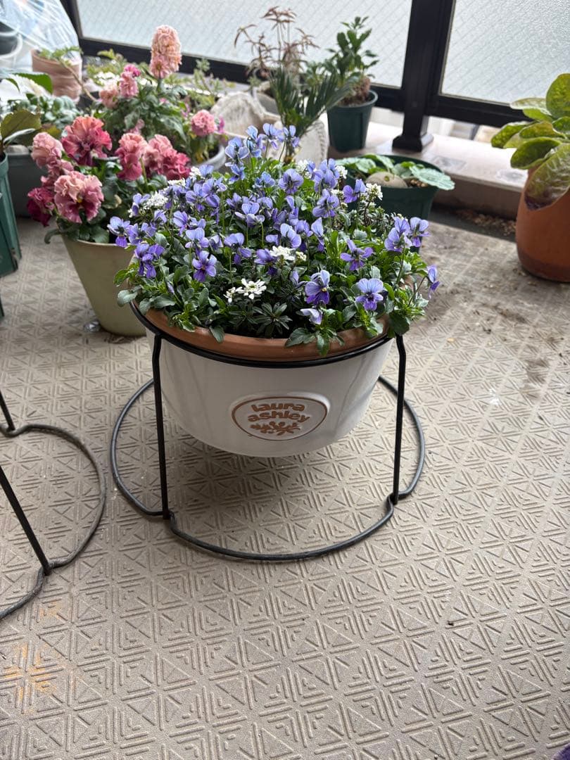 ブルージャスミンのおしゃれな鉢植え大型・スタンド付☆ LAURA ASHLEY