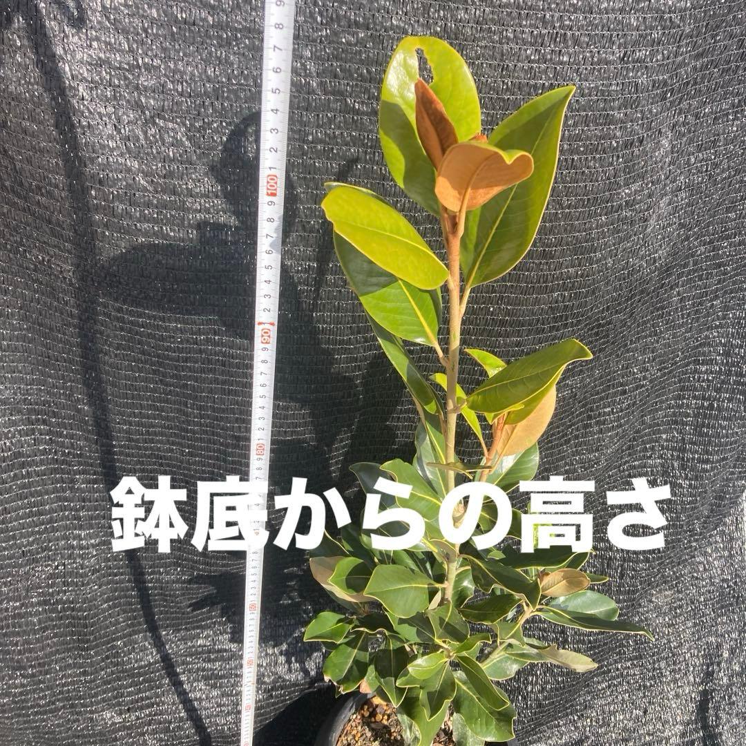 ③*:ஐ四季咲き・矮性！*:ஐ丈夫な接木・タイサンボク・苗木【リトル