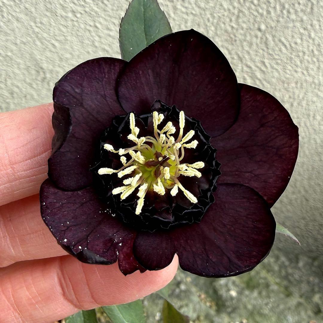 加藤農園 □ 黒影交配 今季株分け クリスマスローズ - メルカリ