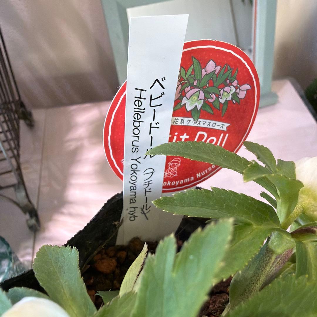 【横山園芸】クリスマスローズ ベビードール　 プチドール《1/8》ホワイト系