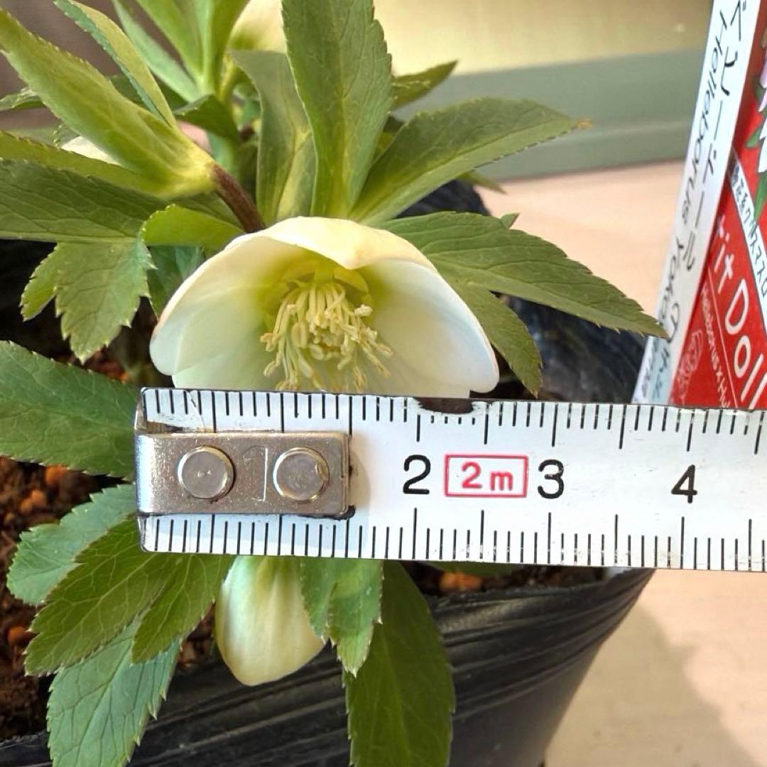 【横山園芸】クリスマスローズ ベビードール　 プチドール《1/8》ホワイト系