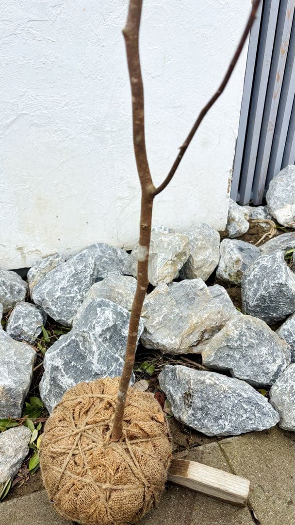 超逸品。山採りシロモジ2.3M(鉢底から)品番C - メルカリ